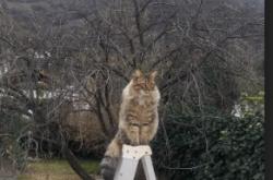LOL赛事-唯一之役，2026世界杯决赛，橙衣铁卫范戴克铸就墨西哥不朽传奇