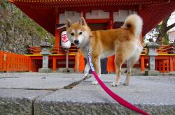 英雄联盟总决赛门票-经典智慧逆转现代速度，努涅斯导演罗马式胜利