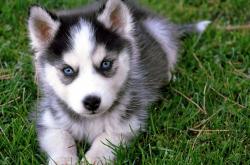 英雄联盟总决赛门票-足球史上最离奇的剧本，一支芬兰业余队如何踏平伯纳乌，而皮克成了关键先生