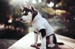 英雄联盟总决赛直播-冷雨夜的热血反扑，黄蜂用团队铁壁围剿MVP，掘金主场不败金身告破