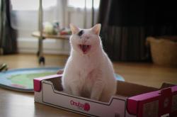 LOL决赛-铁王座与蜂群，奥运前夜，米切尔在硬仗中加冕