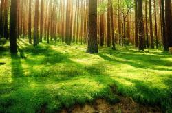 英雄联盟总决赛门票-2026世界杯之夜，阿拉巴—连接维也纳、拉各斯与柏林的音符