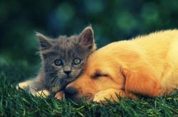 英雄联盟总决赛赛程-绝杀！埃及战车在罗马城下碾碎凯撒的后裔