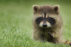 英雄联盟总决赛2025-打穿防线，阿尔及利亚人的超车如何决定F1年度冠军