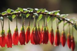 -幕后英雄，佩德里如何带领土耳其队征服摩纳哥