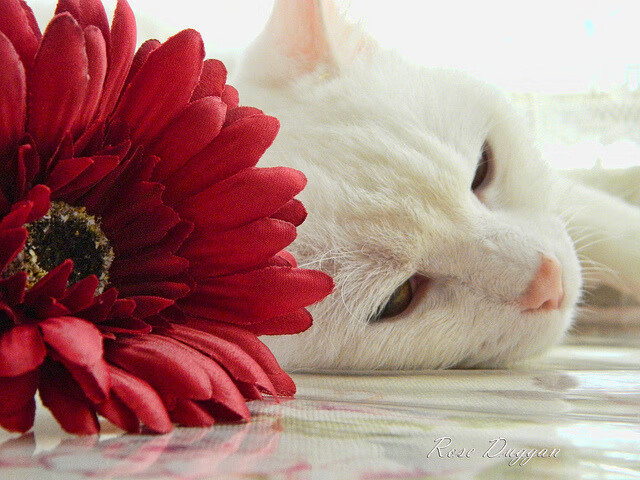 当东方雷霆席卷美职篮，恩比德的西甲德比启示录