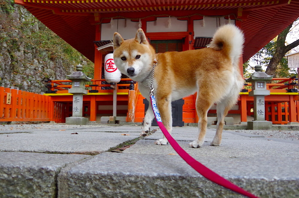 经典智慧逆转现代速度，努涅斯导演罗马式胜利