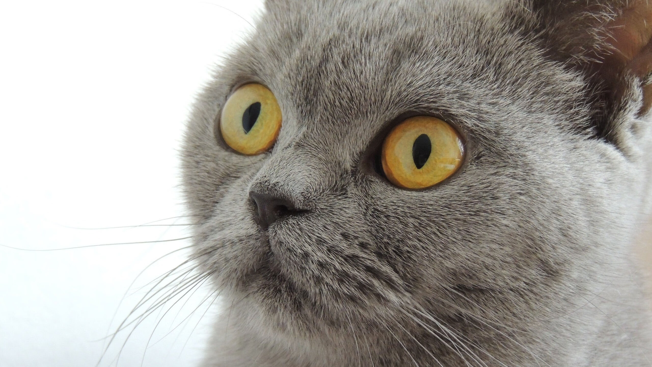 末节风暴！杜兰特化身绝境屏障，猛龙险胜鹈鹕抢占赛点