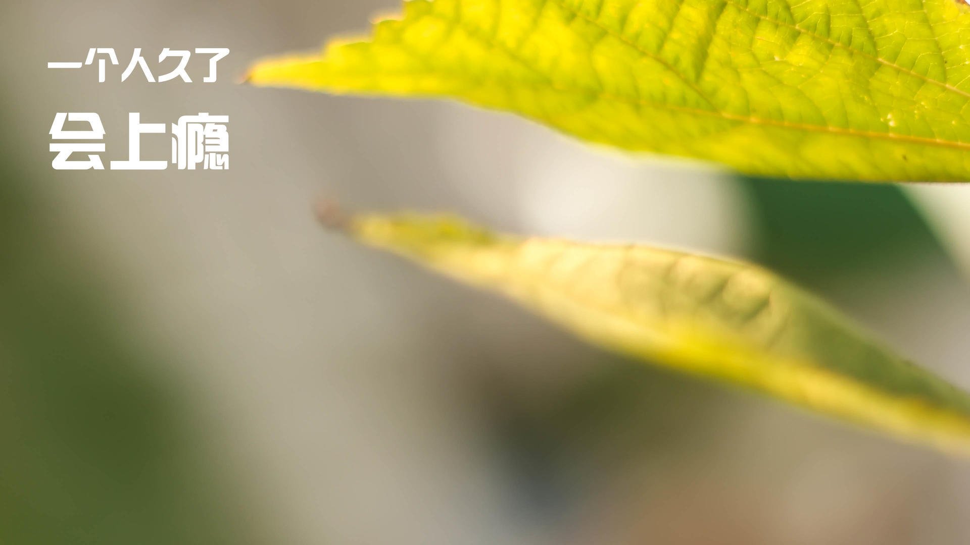 决战巅峰，阿坎吉在德甲争冠夜的焦点传奇