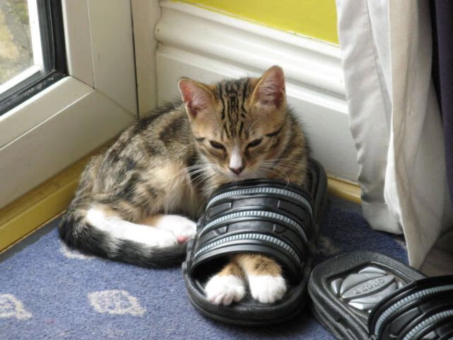 超越胜负的加冕夜，班凯罗37分狂潮助国王力克独行侠