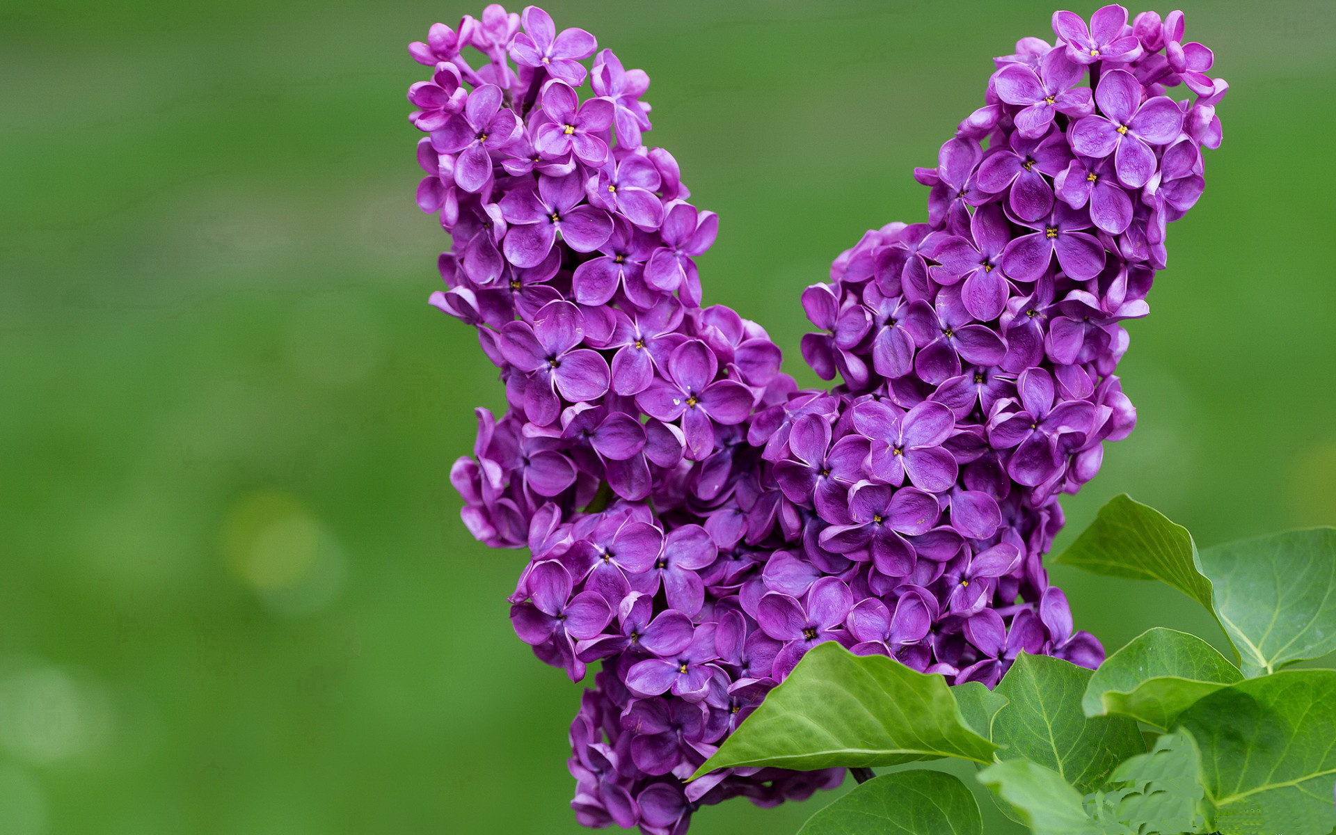 独行之舞与双城记,欧文的关键时刻与一场跨越想象的鏖战