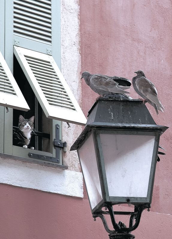 速度与血性，当F1弯道与足球绿茵在生死战压力下震颤