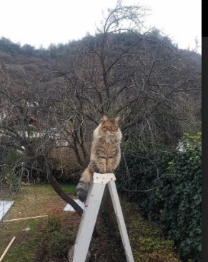 极速闪电！墨西哥冷门31秒绝杀马竞，巴尔韦德化身关键先生