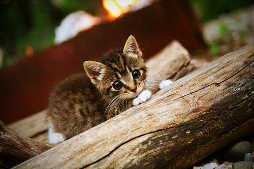 惊天逆转!战争最后的召唤—劳塔罗,大场面先生!