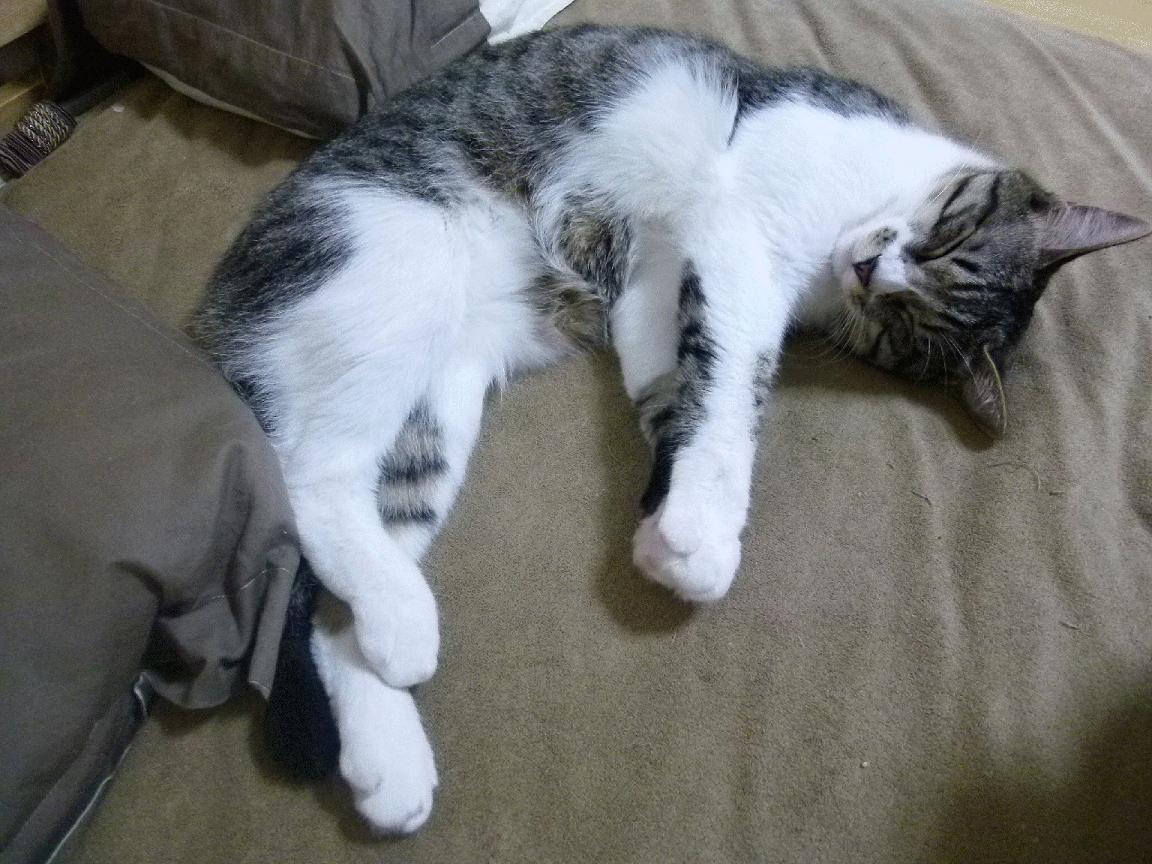 C罗，韩国对阵瑞典的幽灵裁判，一己之力拨动出线天平