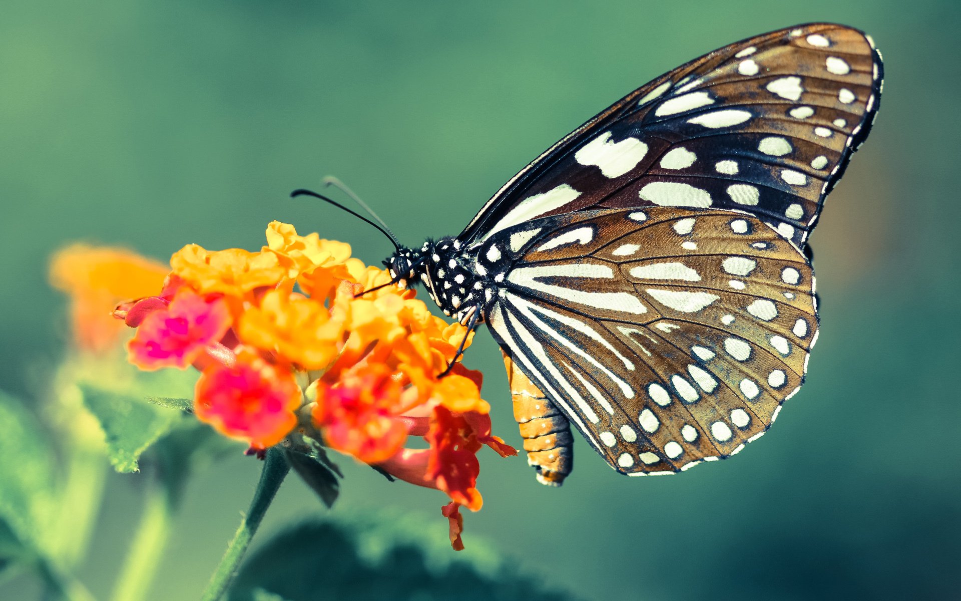 圣火为谁而燃，奥运周期关键战之夜，帕尔默成为全场焦点
