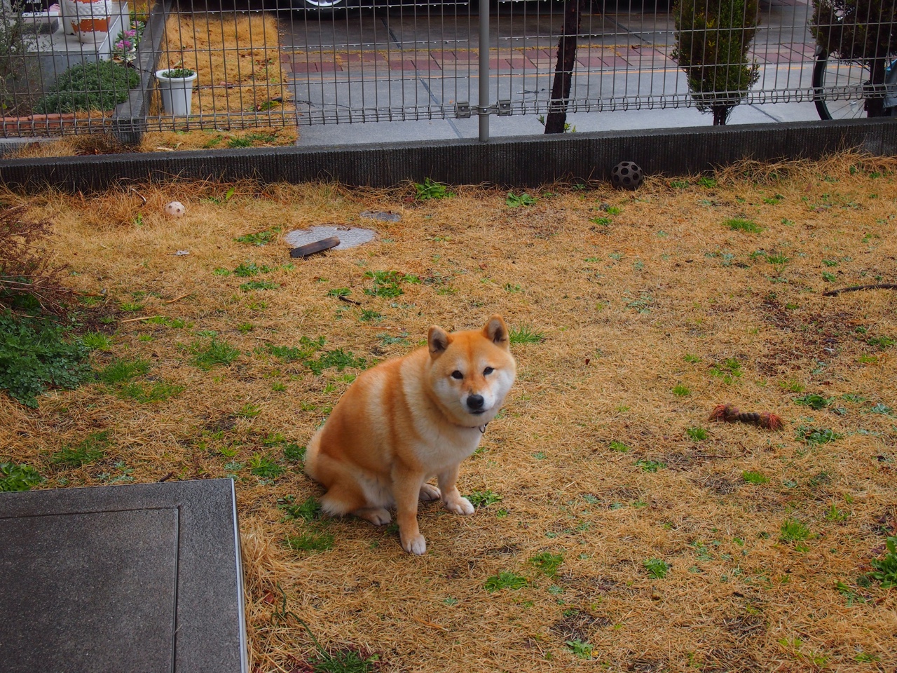 杜兰特化身终极守护神！辽宁生死战力克新疆，攻防一体的绝对统治！