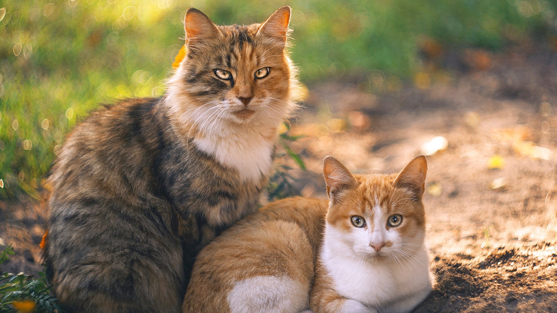 跨界共振，从黄蜂的强势到恩比德的接管