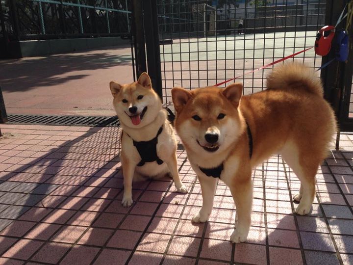 吉林巨人重燃航天城之火！字母哥用16记隔扣告诉休斯顿，篮球，依然是巨人的游戏