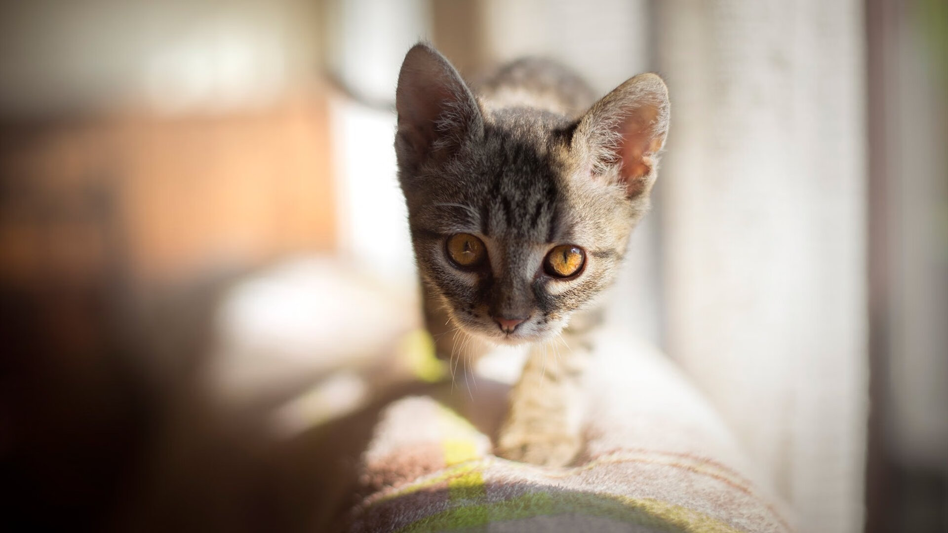 恩比德，雄鹿引擎轰鸣，猛龙铁骑止步—现代篮球的攻防转换革命