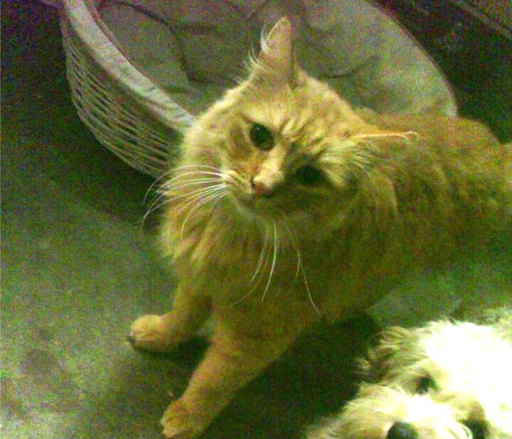 在数据的火焰中，足球的答案并非唯一，本泽马与安哥拉的二元启示