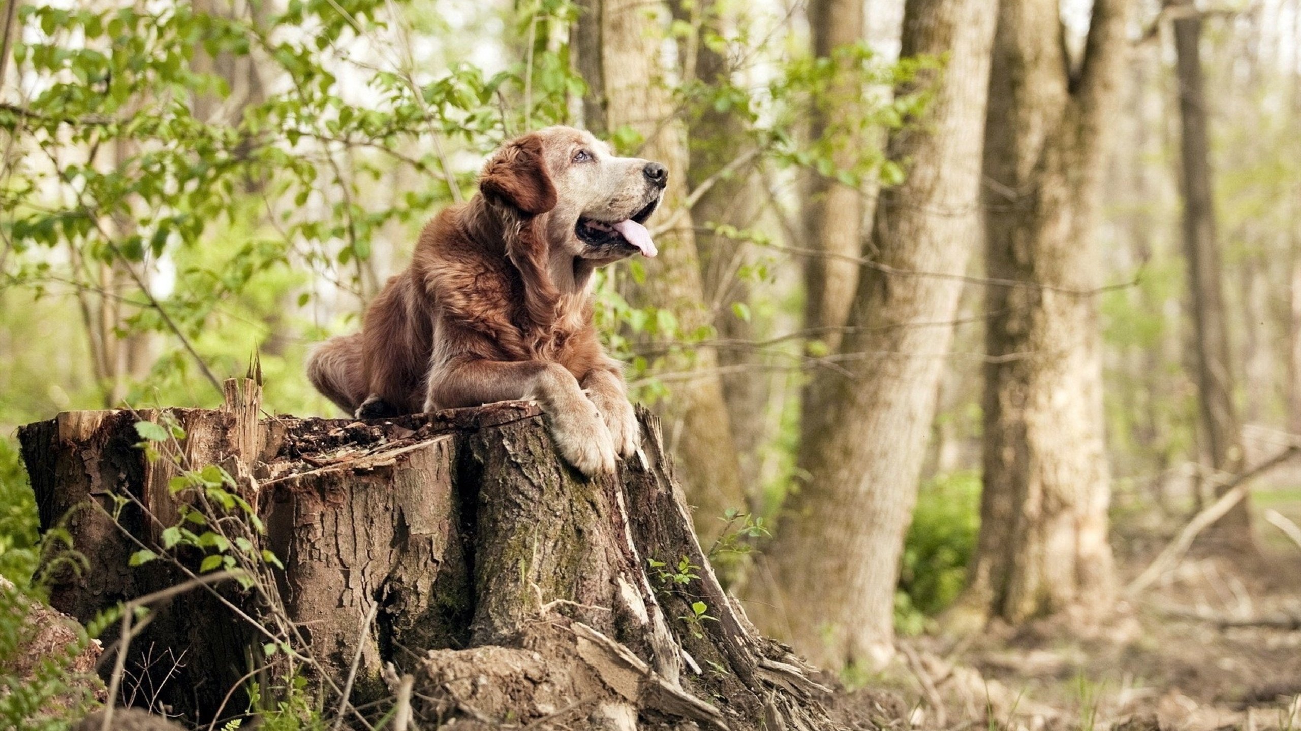 历史唯一，当欧冠决赛的星空，照亮乌克兰的狂胜之路
