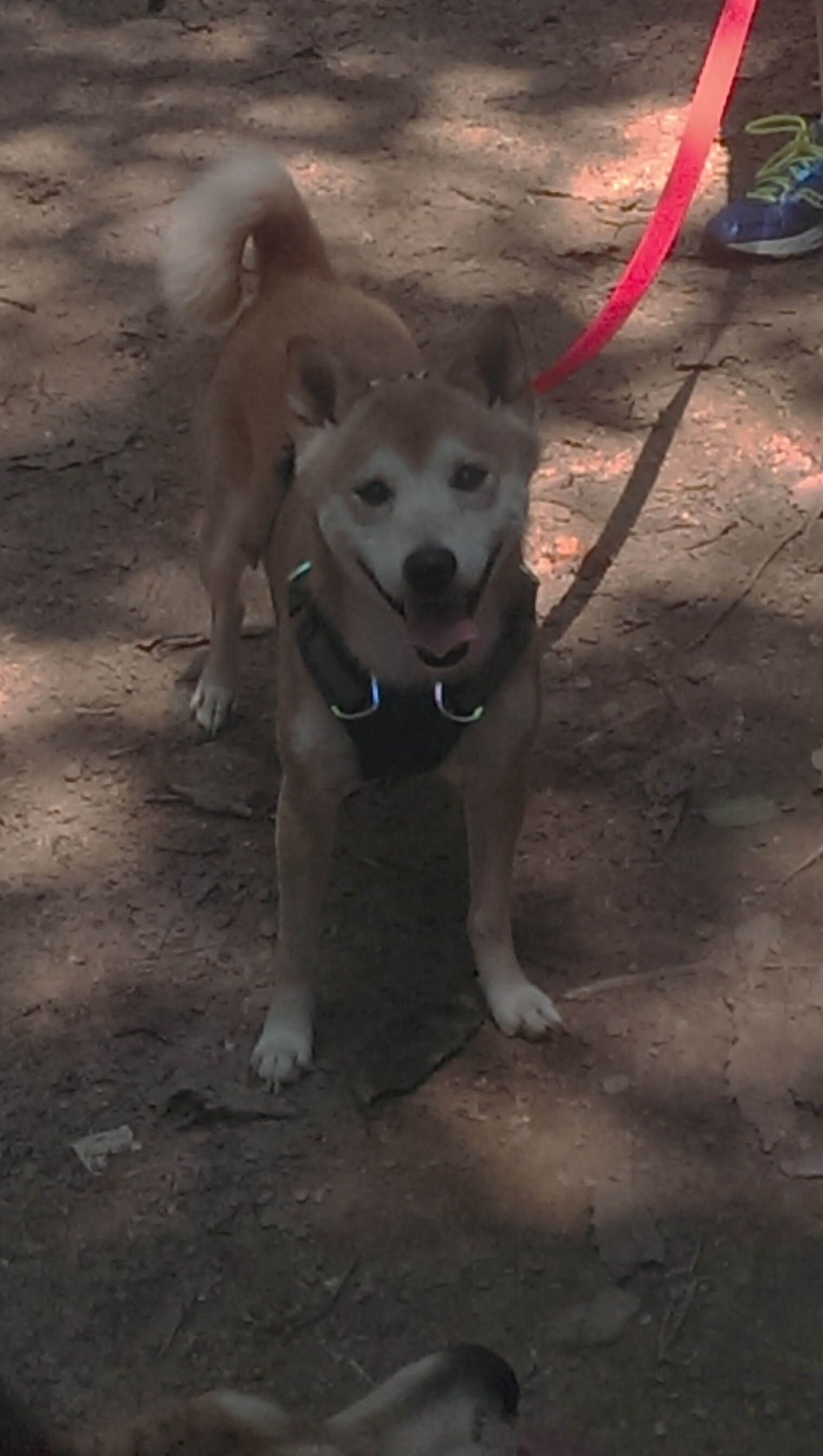 当门神成为主宰，库尔图瓦如何以一己之力改写了勒沃库森踏平拜仁的屠杀剧本