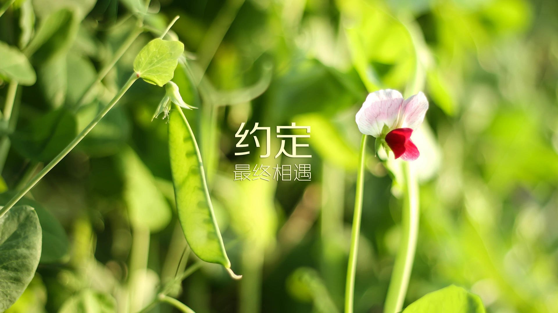 当唯一成为宿命，2026世界杯B组，泰国碰伊朗，莱万点燃的唯一火种